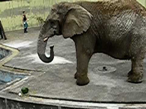さよなら、ナナちゃん　African Elephant “Nana” was in Kushiro zoo
