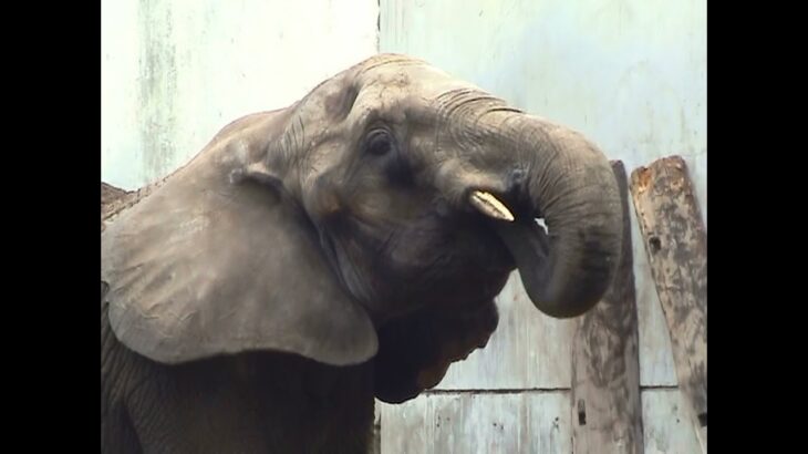 マルミミゾウの「ナナ」没後10年 – African forest elephant “NANA”