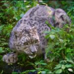 ユキヒョウ大好き