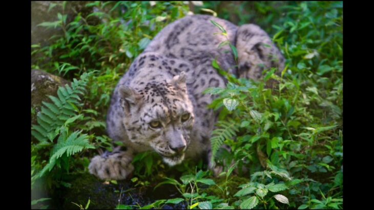 ユキヒョウ大好き