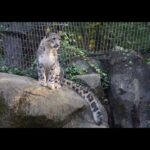 ユキヒョウ大好き011