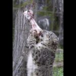 ユキヒョウ大好き05