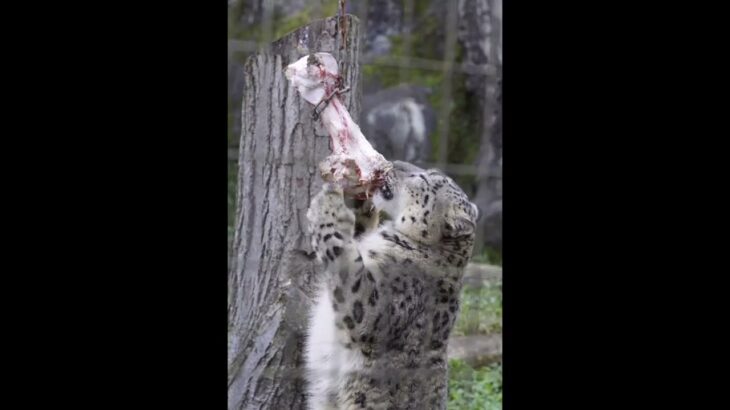 ユキヒョウ大好き05