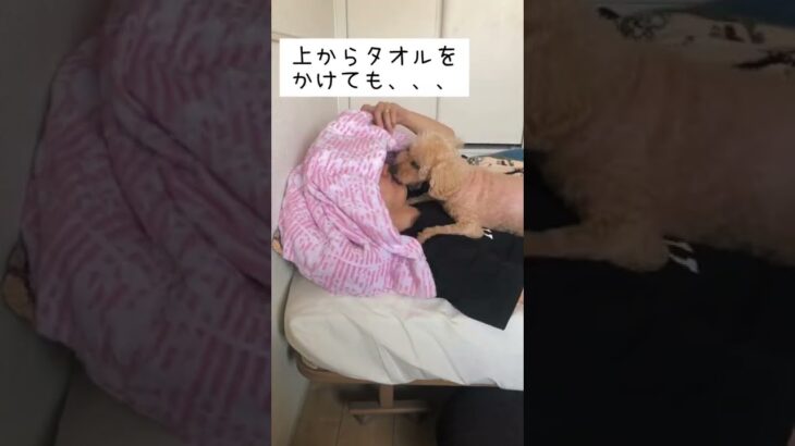 今日もしつこく舐めてきます #shorts #犬 #日常 #トイプードル #dog #動物 #かわいい #リズ #りず