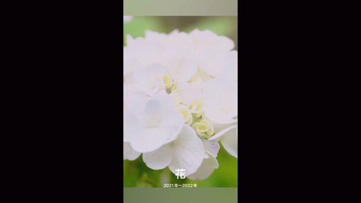 iPhone写真メモリー001