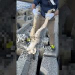 【閲覧注意】海でヤバい物を発見…