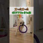 うみの苦手なものを伝えなきゃ！#チワワ #あるある #犬のいる生活