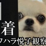 【密着#13】チワワのストーカー監視業務に迫る！！