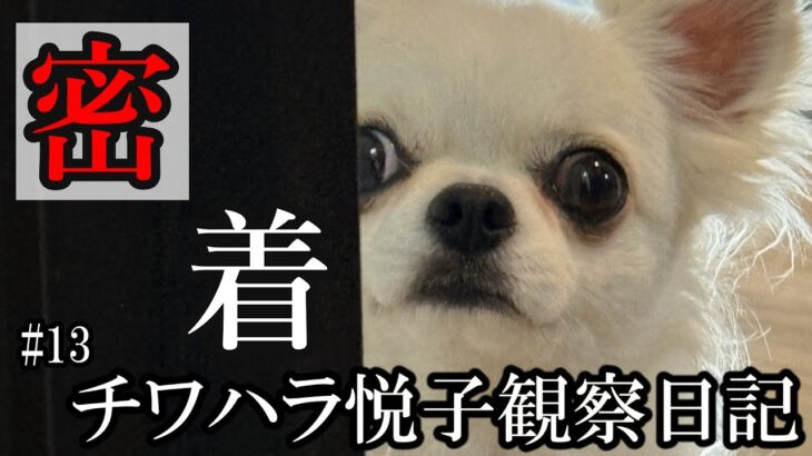 【密着#13】チワワのストーカー監視業務に迫る！！