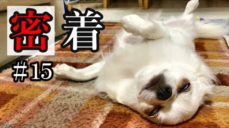 【密着#15】チワワの週末が忙しすぎた…