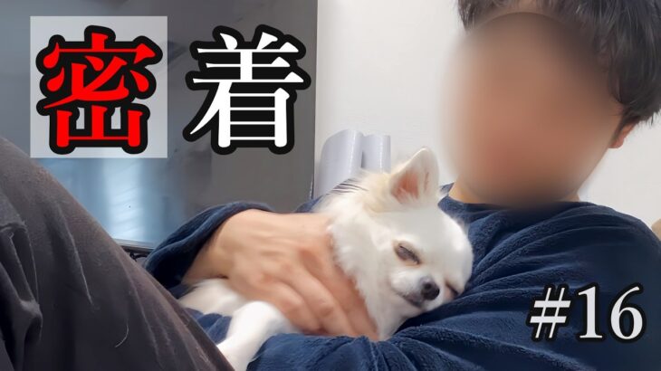 【密着#16】温厚チワワのある１日に迫まる！！