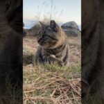 ふわふわ丸顔毛繕い