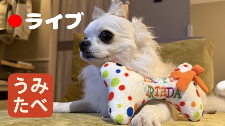 うみ2歳誕生日イブLIVE